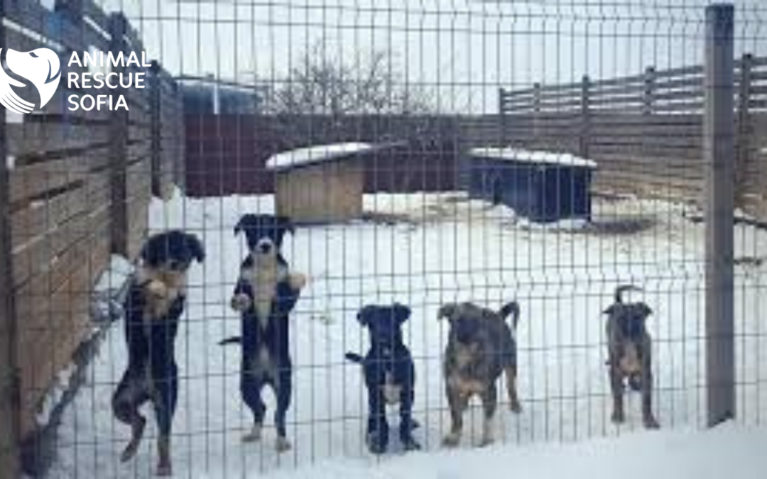 Animal Rescue in Sophia