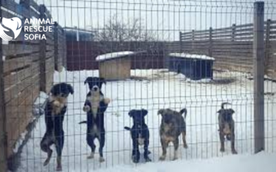 Animal Rescue in Sophia